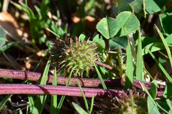 Burclover fruits are smooth, brown coiled pods with 2 to 6 turns and 2 to 3 rows of prickles which often have tiny hooks on the ends.  Medicago polymorpha 